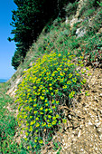 Spiny spurge (Euphorbia spinosa)