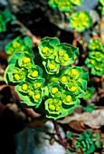 Sun spurge (Euphorbia helioscopia)