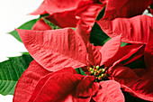 Poinsettia (Euphorbia pulcherrima)