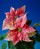 Poinsettia (Euphorbia pulcherrima)