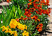 Wallflowers (Erysimum cheiri)