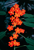 Scarlet plume (Euphorbia fulgens)