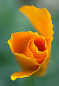 Poppy (Eschscholzia californica)