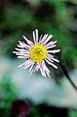 Fleabane (Erigeron alpinus)