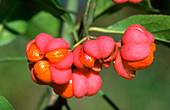 Flower of the spindle tree