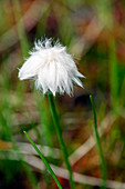 Cotton grass (Eriophorum sp.)