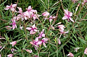 Alpine willowherb (Epilobium fleischeri)