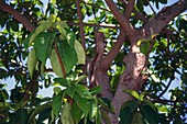 Ficus vogelii