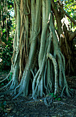 Ficus bengalensis