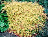 Fuchsia magellanica vargracilis Aurea
