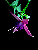 Fuchsia PINK FANTASIA