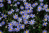 Blue daisies