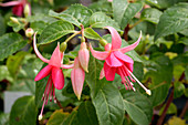 Fuchsia (Fuchsia 'Pink Bon Accorde')