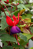 Bush fuchsia (Fuchsia 'Lord Byron')