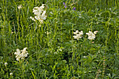 Dropwort (Filipendula vulgaris)