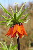 Fritillaria imperialis 'Rubra Maxima'