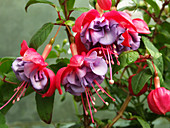 Fuchsia 'Charlie Dimmock'