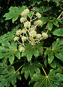 Japanese aralia (Fatsia japonica)