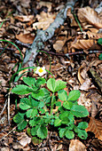 Wild strawberry (Fragaria vesca)