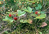 Wild strawberry (Fragaria vesca)