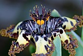Sea spider iris flower (Ferraria crispa)