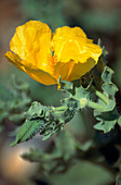 Glaucium flavum