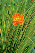 Avens (Geum coccineum x borisii)