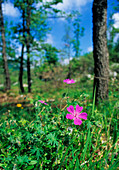 Cranesbill geranium (Geranium sanguineum)