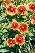 Gaillardia aristata 'Goblin'