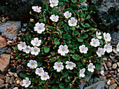 Geraniums (Erodium reichardii)