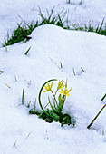 Star of Bethlehem (Gagea fistulosa)