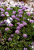 Globularia meridionalis