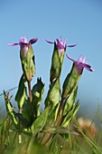 Gentianella campestris baltica