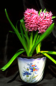 Hyacinthus orientalis AMSTERDAM