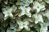Hydrangea 'Grandiflora'