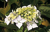 Hydrangea macrophylla 'Beaute Vendomoise'