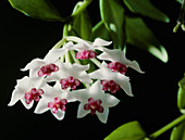 Miniature wax plant (Hoya bella)