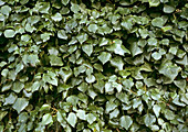 Common ivy (Hedera helix 'Angularis')