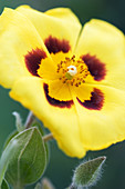 Halimium flower (Halimium lasianthum)