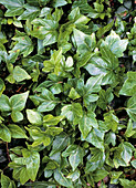Common ivy (Hedera helix 'Shamrock')
