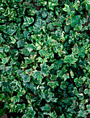 Common ivy (Hedera helix 'Misty')
