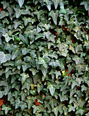 Common ivy (Hedera 'Cuspidata Minor')