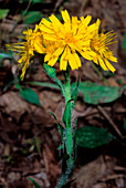 Wall hawkweed (Hieracium murorum)