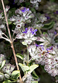 Desert lavender (Hyptis emoryi)