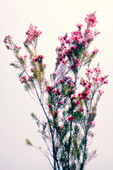 Tea tree flowers (Leptospermum sp.)