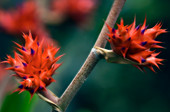 Bromeliad (Hohenbergia stellata)