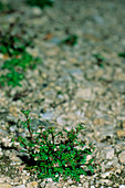 Horungia flowers (Hornungia petraea)