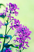 Dame's rocket (Hesperis matronalis)