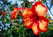 Rosemallow (Hibiscus sp.)