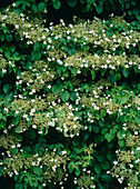 Climbing hydrangea